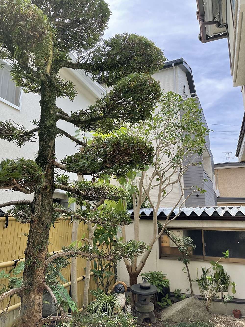 「本日の作業」庭木の剪定　消毒　福岡市　植木屋　庭　