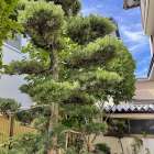 「本日の作業」庭木の剪定　消毒　福岡市　植木屋　庭　